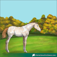 Horse Color:Chocolate Buckskin Pearl Dun Near Leopard 