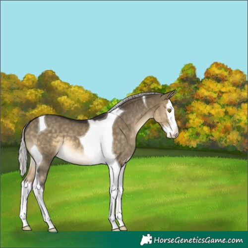 Horse Color:Silver Buckskin Dun Splash Tobiano