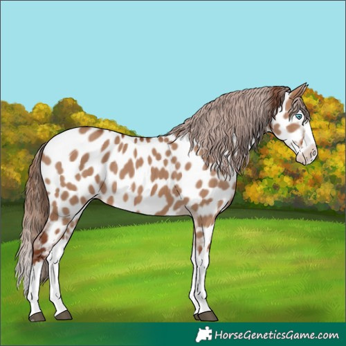 Horse Color:Red Dun Splash Appaloosa 