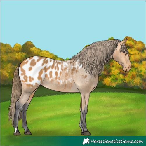 Horse Color:Buckskin Appaloosa 