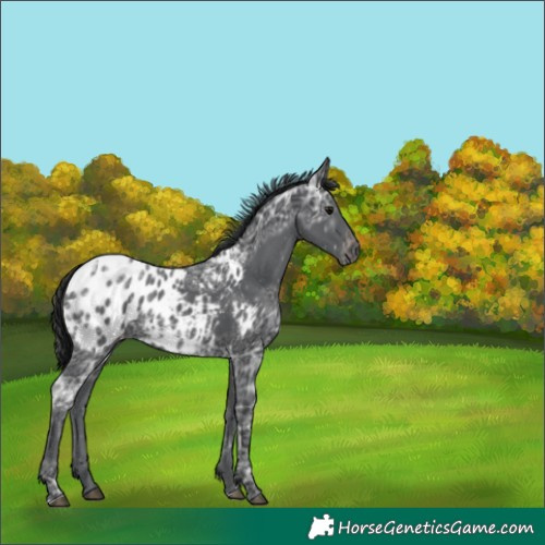 Horse Color:Black Ice Blanket