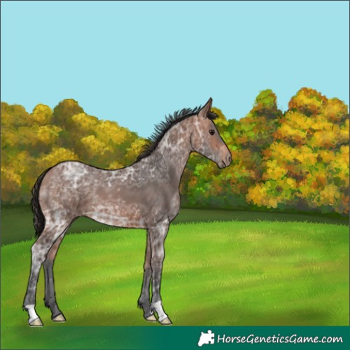 Horse Color:Bay Ice 