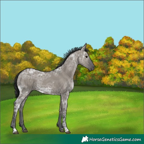Horse Color:Grullo Ice 