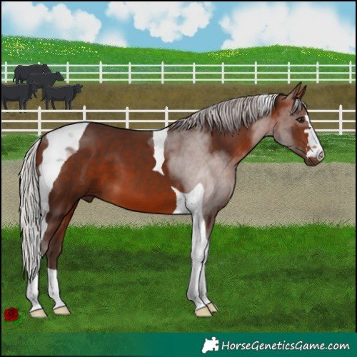 Horse Color:Silver Brown Tobiano 