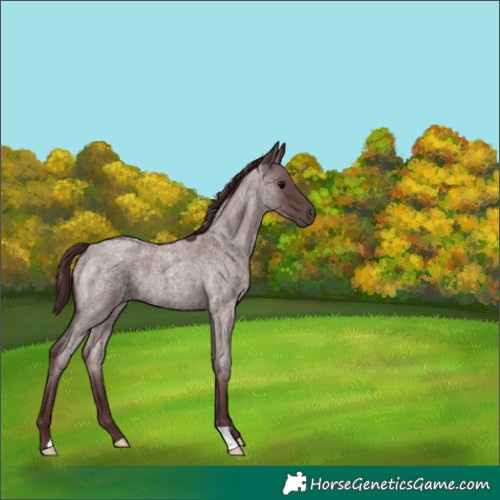 Horse Color:Chocolate Blue Roan 