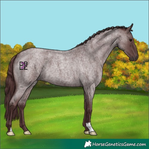 Horse Color:Chocolate Blue Roan