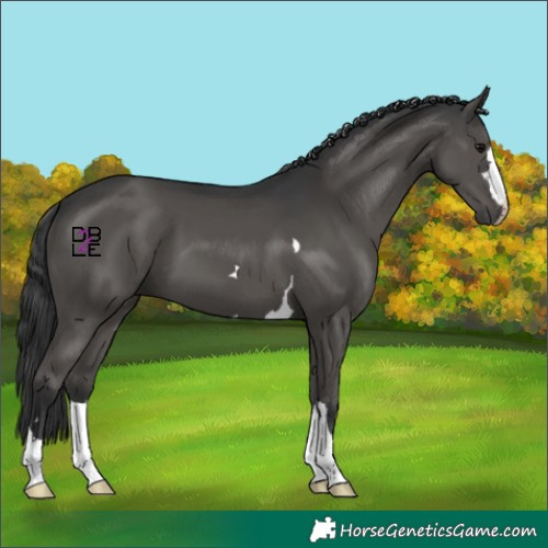 Horse Color:Black 