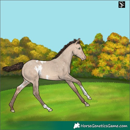 Horse Color:Amber Champagne Dun Tobiano Skewed LP Spotted 