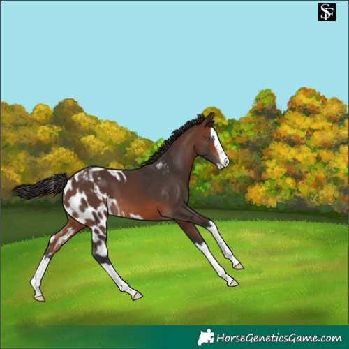 Horse Color:Brown Splash Skewed Appaloosa 