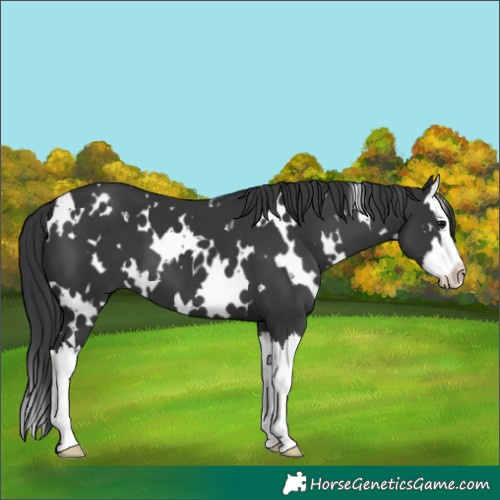 Horse Color:White Spotted Black Splash