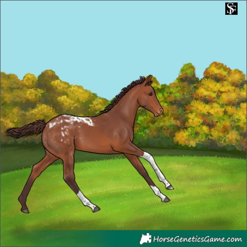 Horse Color:Chocolate Bay Tobiano Skewed Appaloosa 