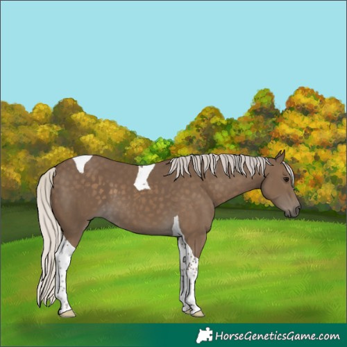 Horse Color:Silver Smoky Black Tobiano 