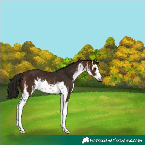 Horse Color:Gray White Spotted Bay Rabicano 