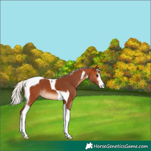 Horse Color:White Spotted Silver Bay Tobiano