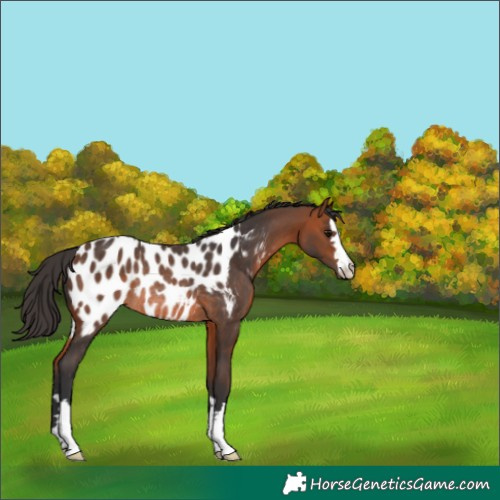 Horse Color:Bay Appaloosa Rabicano 