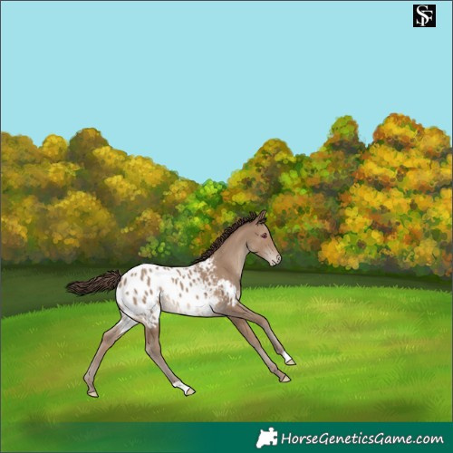 Horse Color:Classic Champagne Blanket 