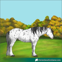 Horse Color:Black Sabino Splash Near Leopard  and Black Sabino Splash Near Fewspot 