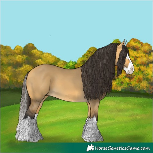 Horse Color:Buckskin Dun Splash 