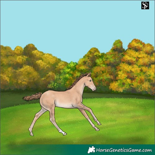 Horse Color:Gold Champagne 