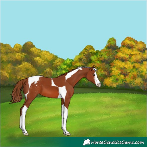 Horse Color:White Spotted Chestnut Tobiano Appaloosa