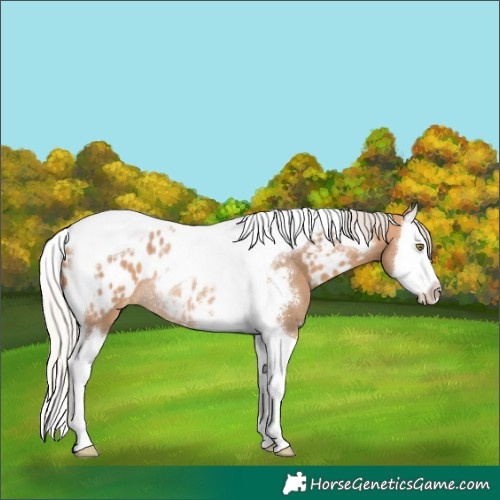 Horse Color:Silver Bay Dun Sabino Splash Tobiano Appaloosa Rabicano 