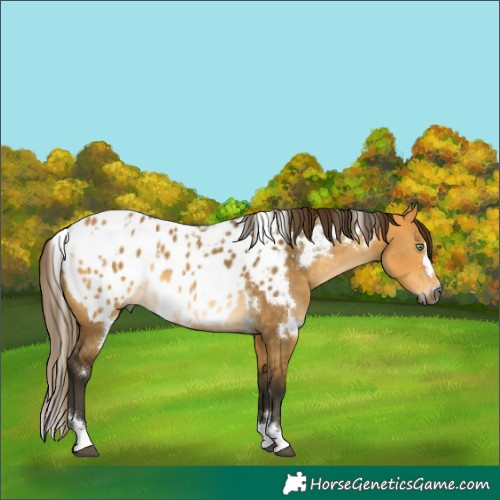 Horse Color:Gray White Spotted Buckskin Dun Appaloosa Rabicano 