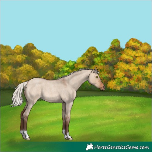 Horse Color:Silver Bay Roan Dun 