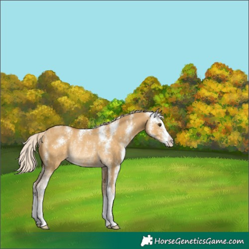 Horse Color:Palomino Dun Sabino Rabicano