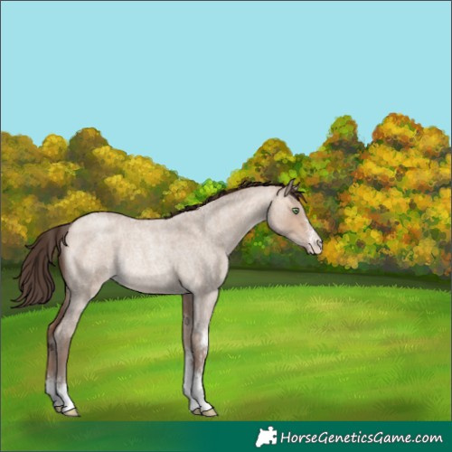 Horse Color:Amber Champagne Roan Dun Sabino Rabicano 