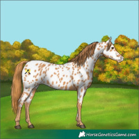 Horse Color:Chestnut Appaloosa 