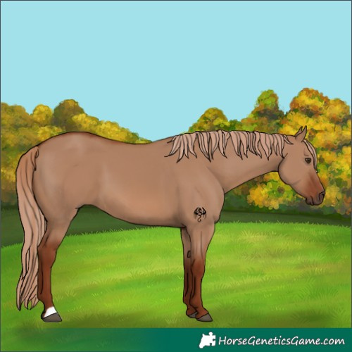 Horse Color:Red Dun