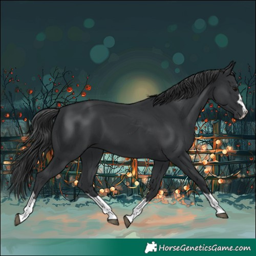 Horse Color:Black 