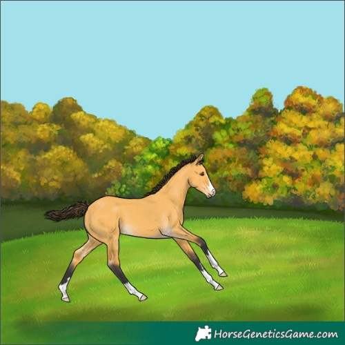 Horse Color:Buckskin Dun