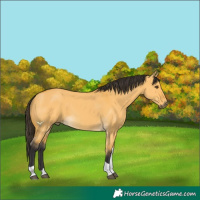 Horse Color:Buckskin Dun Tobiano
