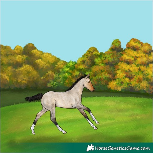 Horse Color:Gray Buckskin Roan Dun 