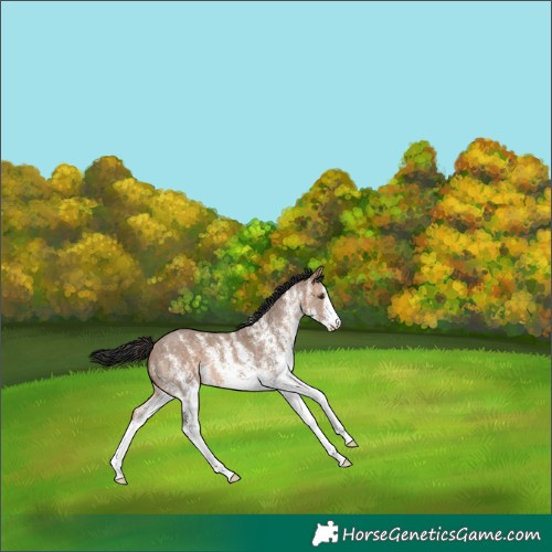 Horse Color:White Spotted Brown Dun 