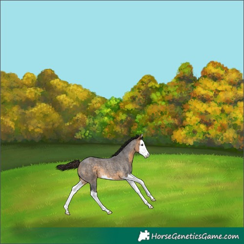 Horse Color:Buckskin Roan Splash 