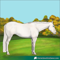 Horse Color:Gold Cream Champagne Pearl Dun 