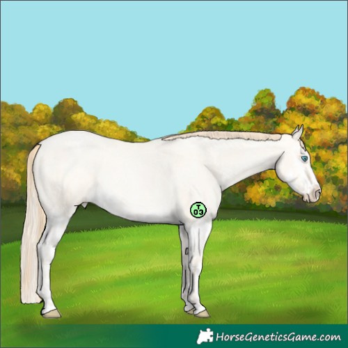 Horse Color:Buckskin Roan Pearl Dun and Buckskin Roan Pearl Dun Splash