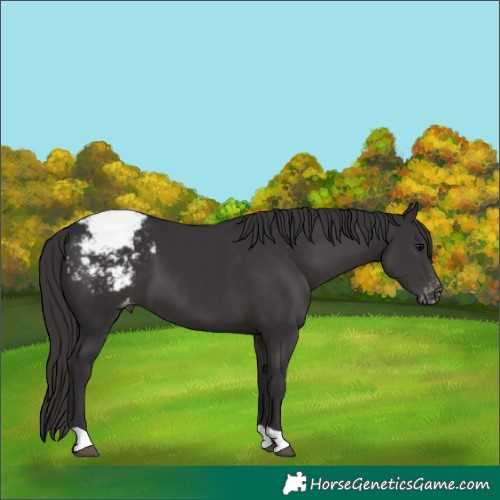 Horse Color:Smoky Black Appaloosa 