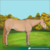 Horse Color:Red Dun Splash
