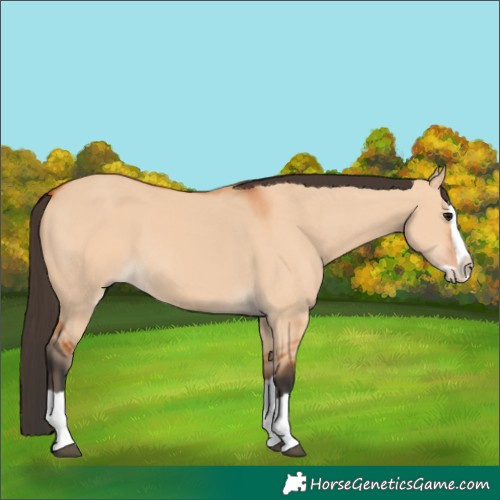 Horse Color:Bay Dun Splash 