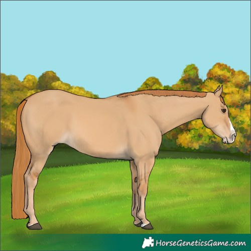 Horse Color:Red Dun Splash 