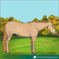 Horse Color:Red Dun Splash