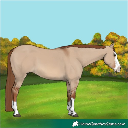 Horse Color:Red Dun Splash 
