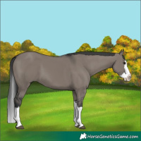 Horse Color:Grullo Splash 