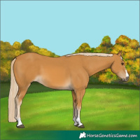 Horse Color:Palomino 