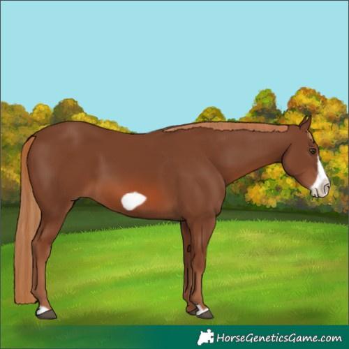 Horse Color:Chestnut Frame