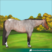 Horse Color:Bay Roan Tobiano 
