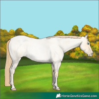 Horse Color:Buckskin Roan Pearl and Buckskin Roan Pearl Rabicano